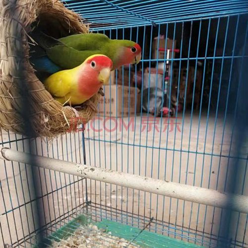 [京选推荐]虎皮鹦鹉 牡丹鹦鹉活鸟粮 包活 运输笼 饲养手册 黄桃 绿桃