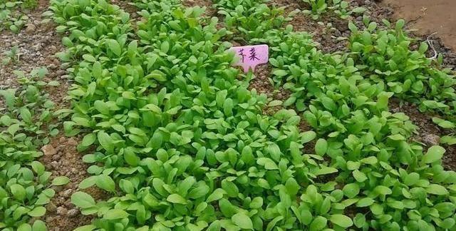 荠菜生长速度很快,十几天就这么大了