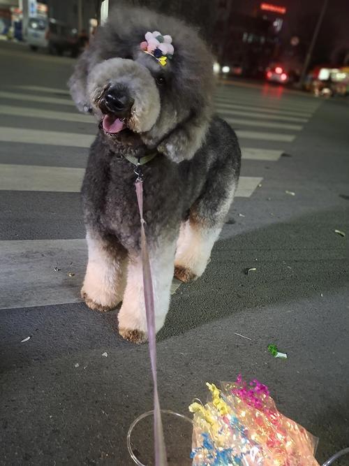 银灰色巨型贵宾犬