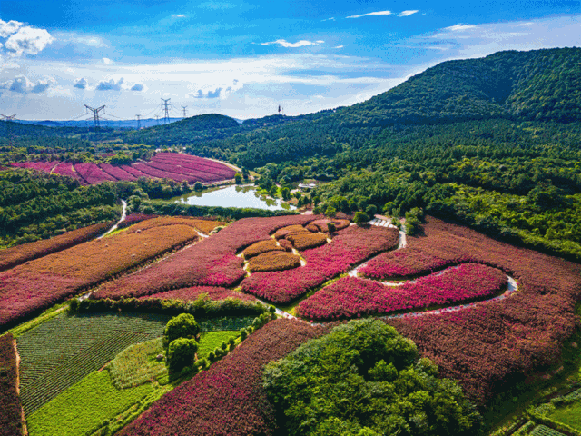 惊艳!溧阳曹山最新紫薇花海照片曝光,快来围观!