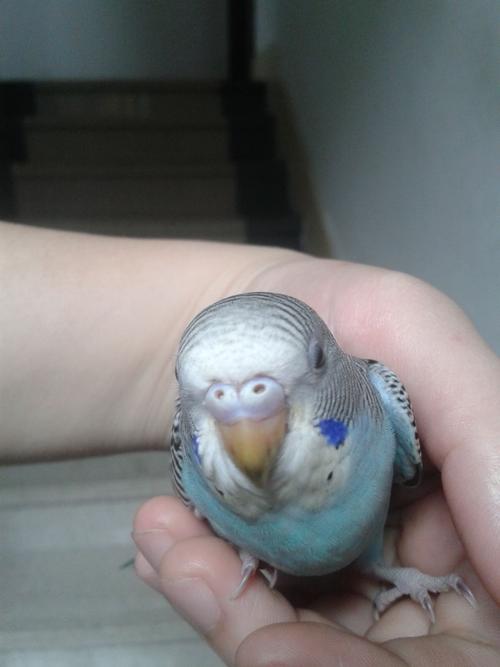 求虎皮鹦鹉看公母