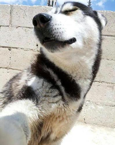 45度角 低头缩下巴自拍我也会,哈士奇表情好滑稽.