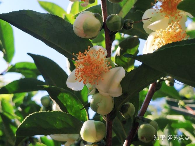 茶树花的生理生化特征及其综合性利用(上)