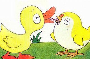 小鸡学会了在土堆里啄食,小鸭则能在水中觅到食物.