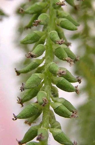 3,看花序:毛白杨树体高大,可用高枝剪采集花枝,室内解剖观察.