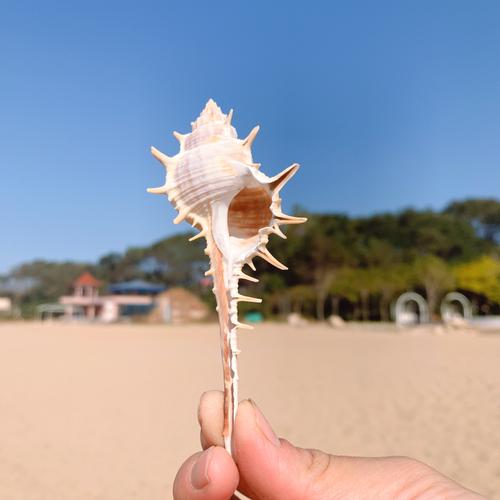 女巫骨螺天然海螺贝壳刺螺巫骨螺拍摄道具地台鱼缸装饰品造景摆件
