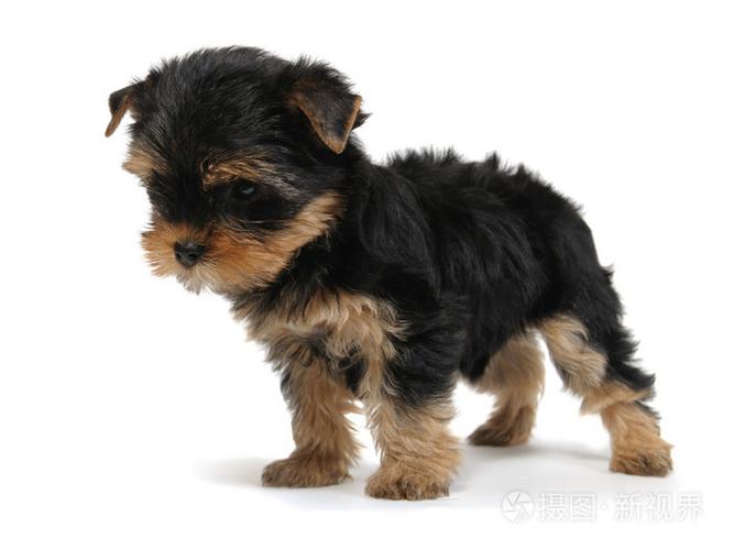 约克郡犬