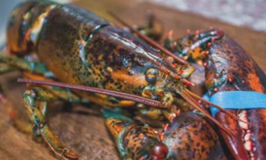 世界上最大的龙虾 美洲螯龙虾长1米重40斤