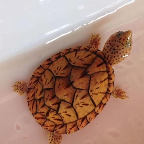 蛋龟巨头麝香龟与剃刀麝香龟的恩怨