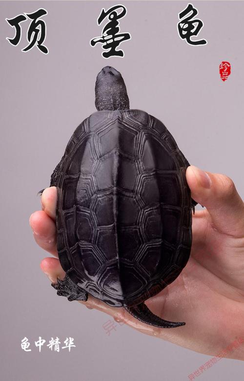 顶墨龟纯种全黑外塘中华草龟长寿黑腹一对情侣小乌龟苗活物活体 8-10