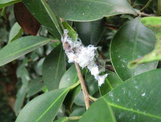 小叶榕木虱