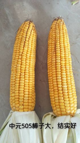 见证奇迹的时刻到了,中地新秀沈阳中元种业大品种～中元505强势进军