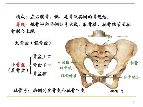 耻骨弓在哪个位置图片