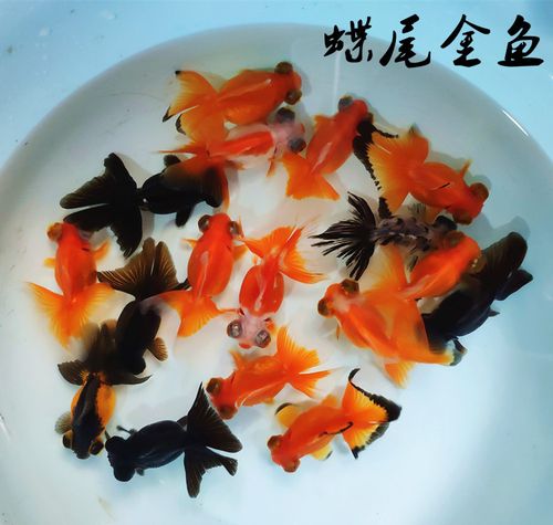 观赏鱼红白泰狮金鱼蝶尾活体水族宠物国狮冷淡鱼