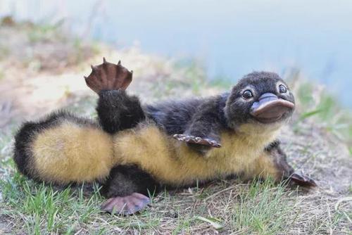 下蛋,没乳头还哺乳,有10条性染色体!鸭嘴兽为什么如此