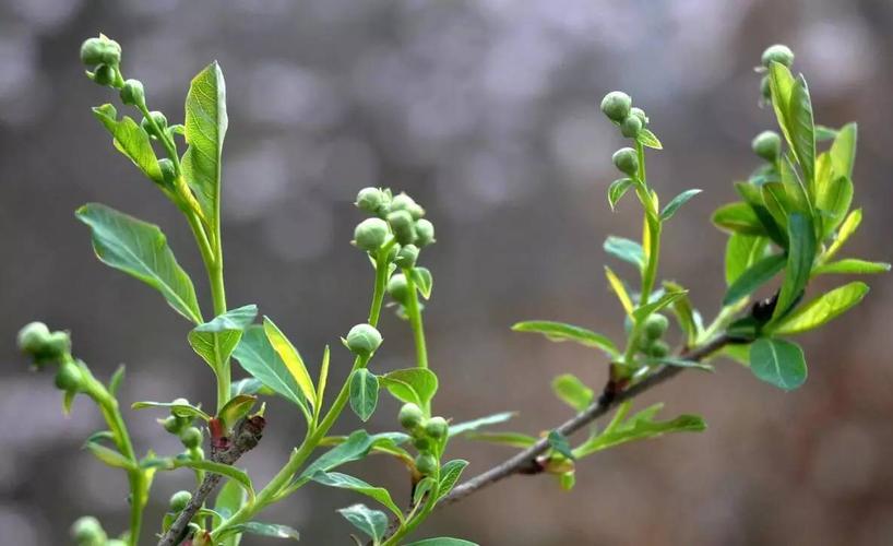 花儿菜,也叫珍珠菜,是大别山中最绿色的原生态菜品.