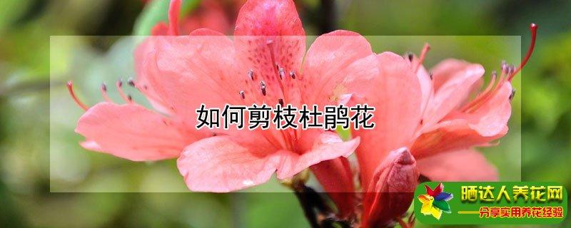 如何剪枝杜鹃花
