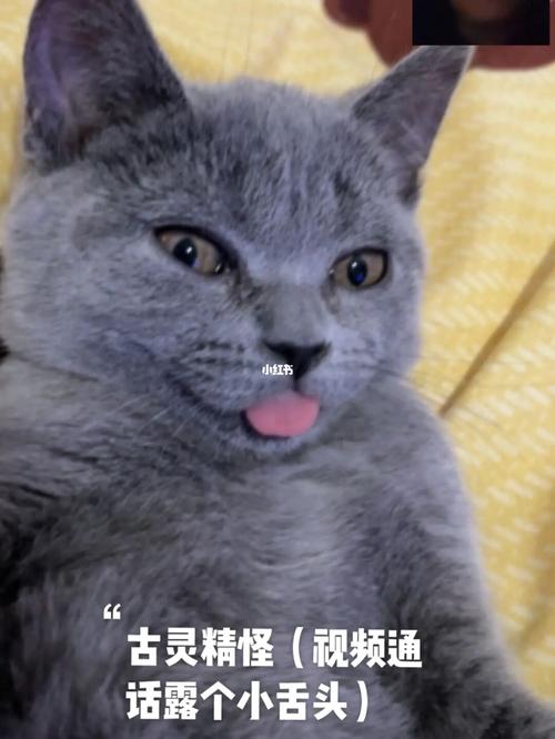 波比成长史93没养蓝猫前:好丑 养后:啊～真香_蓝猫