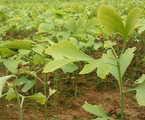 银杏苗|江苏银杏|15公分银杏苗木价格