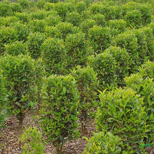 小叶冬青树图片大全