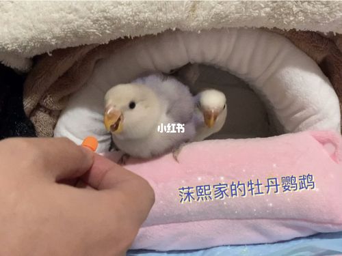 牡丹鹦鹉薰衣草成长记_鹦鹉_牡丹_牡丹鹦鹉_宠物_宠物