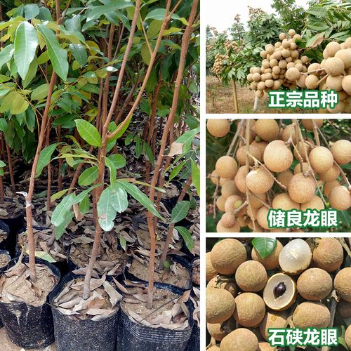 龙眼树苗石硖龙眼储良龙眼苗嫁接苗双季龙眼当年结果带泥带叶