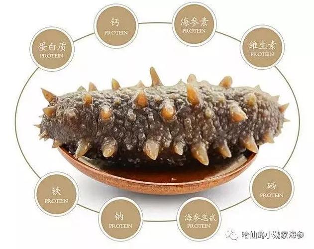 孕妇吃海参需要注意什么孕妇吃海参有什么好处