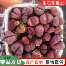 生石花红大内批发7cm盆栽番杏科肉肉带盆栽好多肉植物批发
