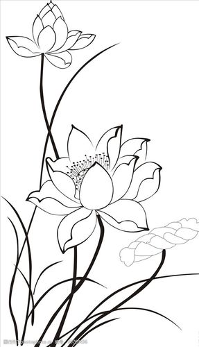 手绘荷花线稿