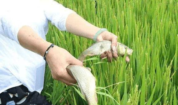 一直推广的"稻田养鱼",为何现在不火了?有啥弊端吗?答案来了