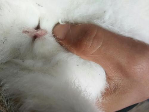 这是公的还是母的兔子