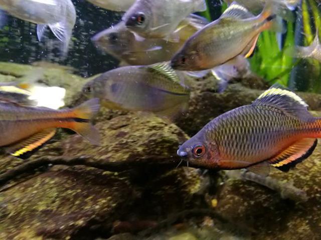钓友养了几天鳑鲏,硬说