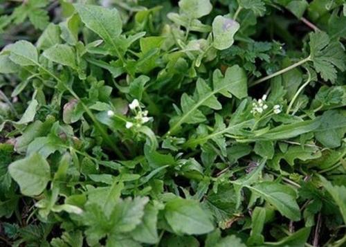 食疗养生 饮食指南 正文   荠菜高30～40厘米,主根瘦长,白色,直下