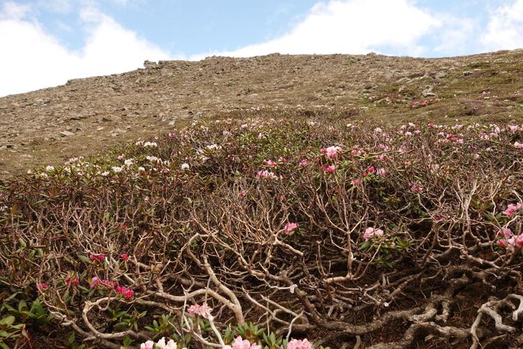 高山杜鹃花园白马雪山香格里拉----大自然送给人类的礼物