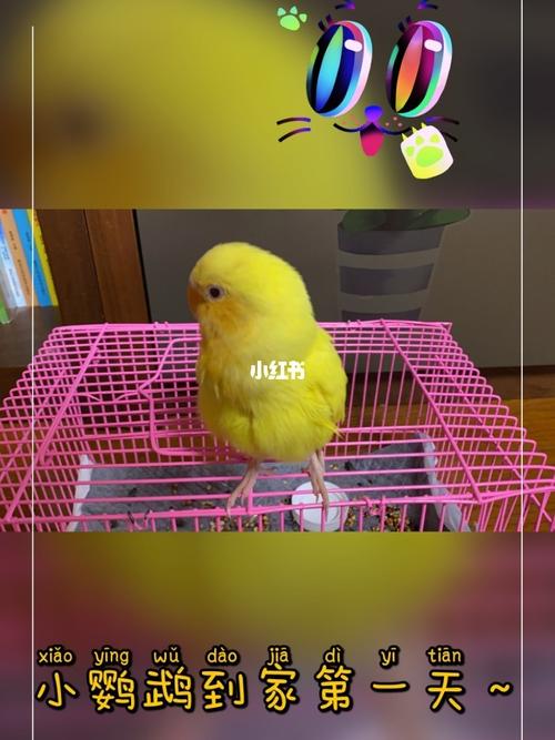 小鹦鹉第一天到家～_鹦鹉_牡丹_黄金_宠物_宠物其他