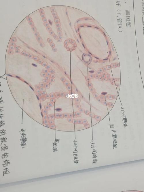 组胚红蓝铅笔绘图_铅笔_甲状腺_文化_绘画