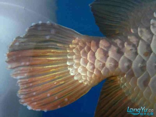 一侧有,已经小半年了! - 龙鱼疾病 - 龙鱼