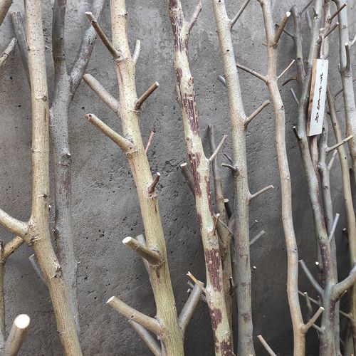 树枝原生态带杈枯树装饰古树叉干树杈干花