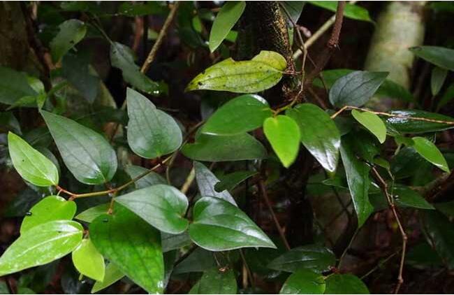 石南藤的人工栽培方法_康美中药网