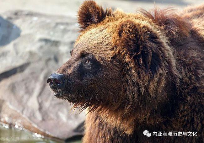 母熊托孤给猎人李二炮是为了寻找老虎报食子之仇