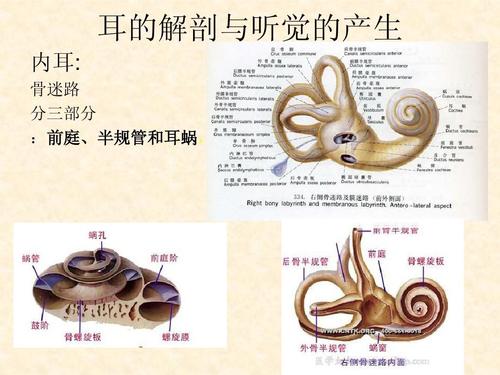 耳的解剖与听觉的产生 内耳: 骨迷路 分三部分 :前庭,半规管和耳蜗