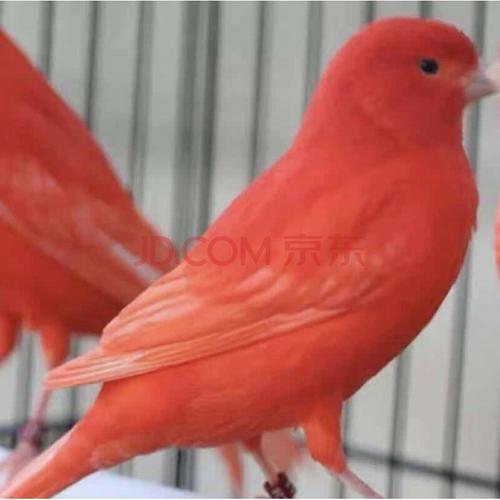 金丝彩雀辣椒红玉鸟山东黄白玉白红眼玉鸟活物黄玉鸟