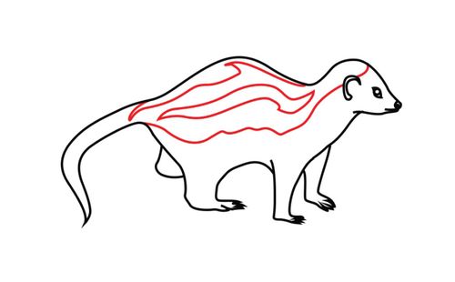 首页 简笔画大全 动物简笔画 > 非洲艾鼬简笔画