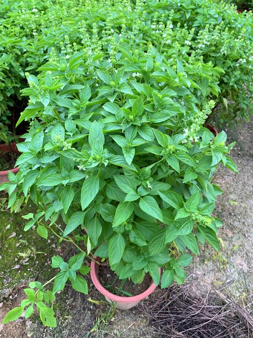 九层塔金不换植物罗勒食用盆栽调味香料新鲜室外绿植