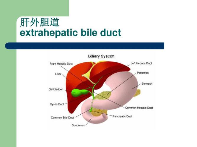 肝外胆道 extrahepatic bile duct