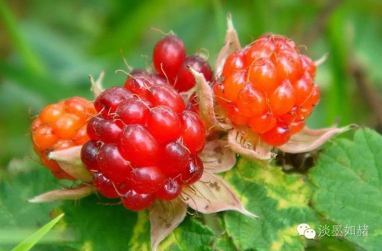 空心莓组,绒毛果亚组,又名复盆子,大乌泡,乌沙莓,菜子泡,回头龙