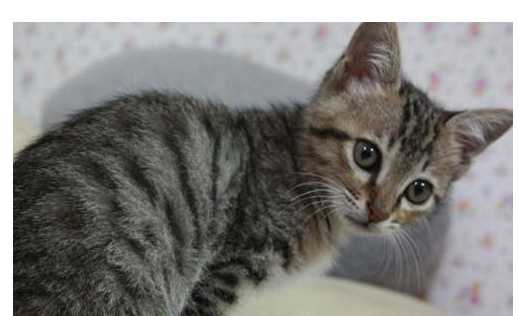 毛色灰黑相间的狸花猫,说猫萌并不是因为颜色