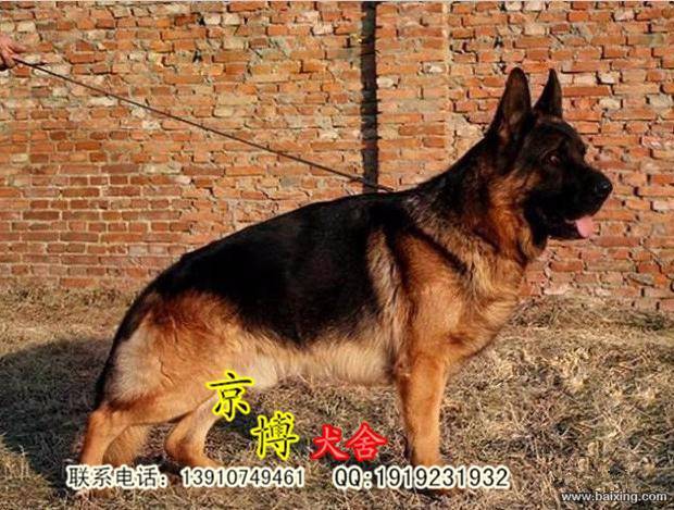 北京宠物 北京狗狗 北京德国牧羊犬 品种德国牧羊犬 公母公母都有