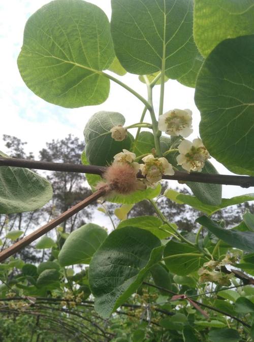 红心猕猴桃生长过程?猕猴桃如成长及开花结果的