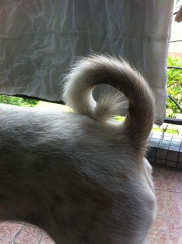 为什么我的狗狗尾巴卷起来的